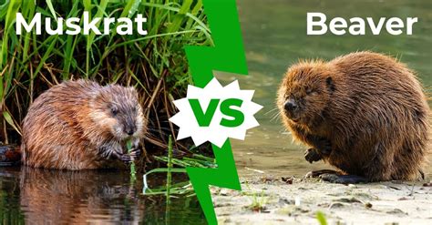 beaver vs muskrat pictures.